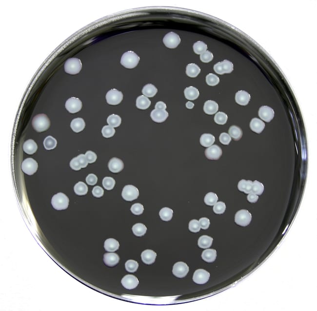 Legionella BCYE-Medium, Bezeichnung: Med
